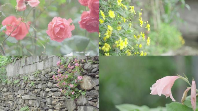 4K实拍各种各样的鲜艳的花