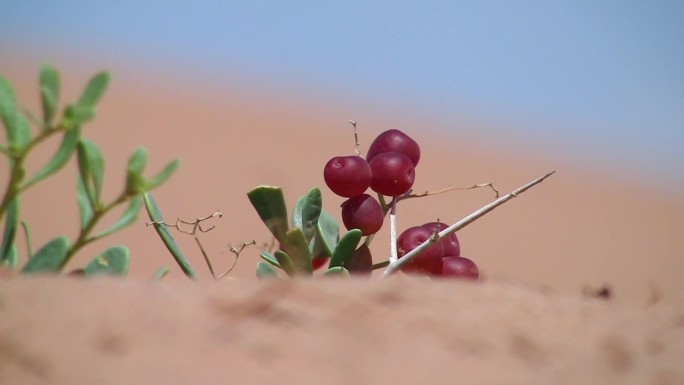 沙漠沙生植物沙棘S