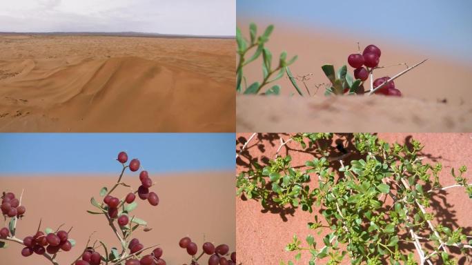 沙漠沙生植物沙棘S