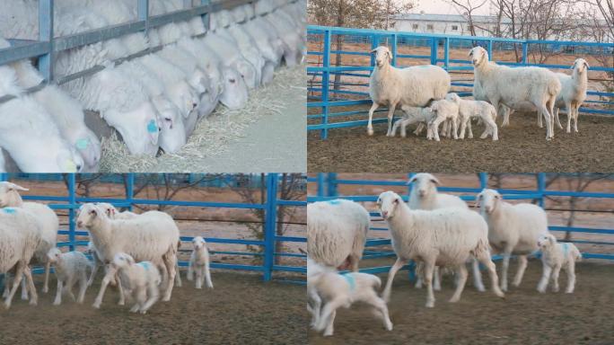 专业化羊养殖场种羊S
