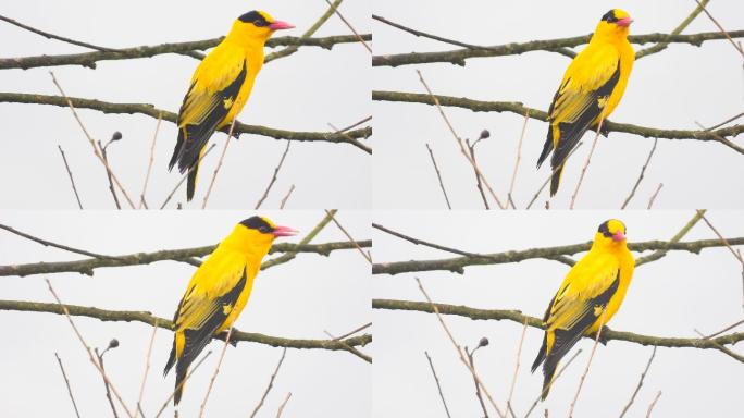 4K漂亮的黄鹂鸟，好听的叫声