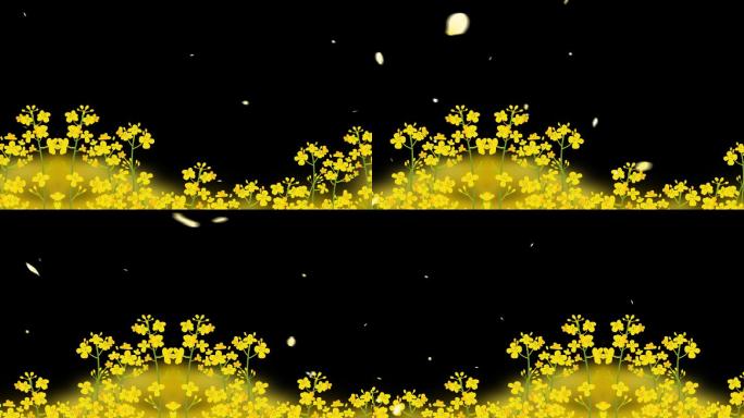 黄色油菜花田花瓣飞舞带通道