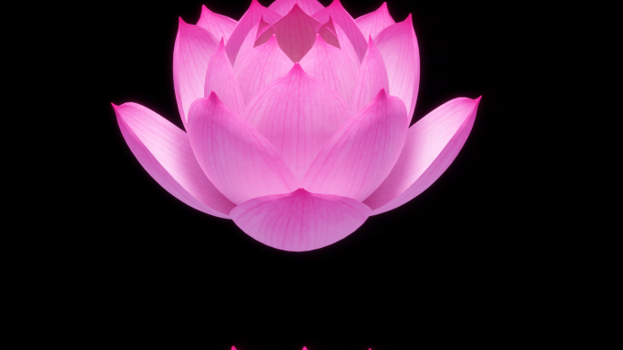 荷花盛开-4k带通道