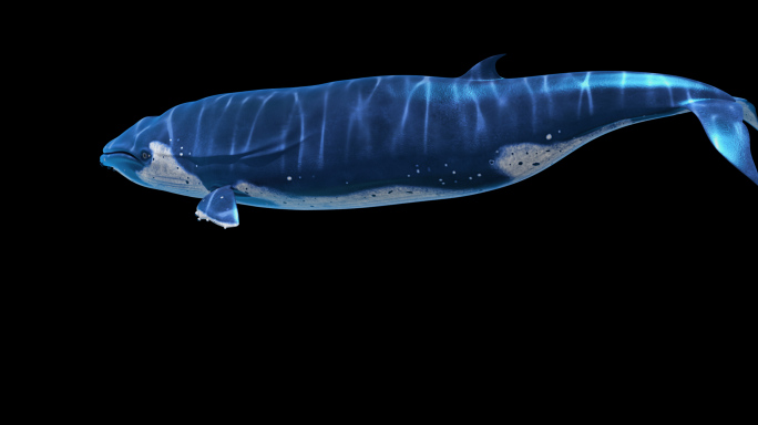 鲸鱼1