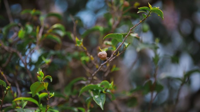 茶树果