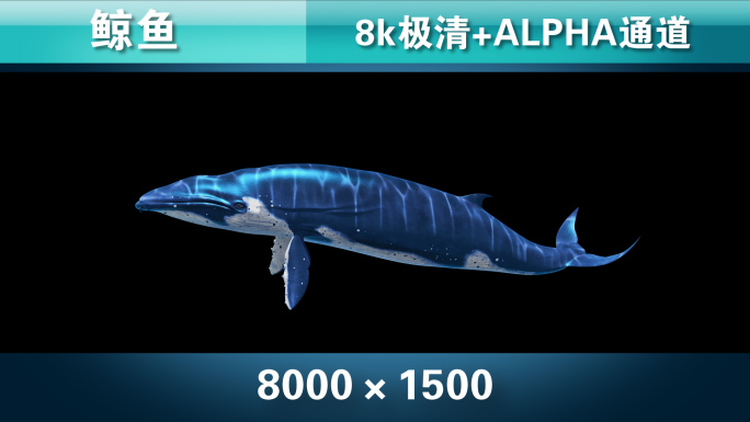 鲸鱼2