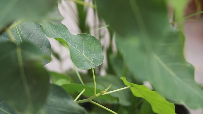 阳光下随风飞扬的菩提树叶