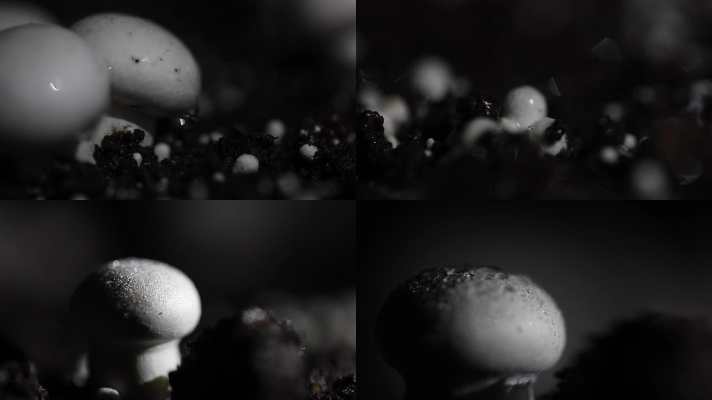 4K双孢菇种植