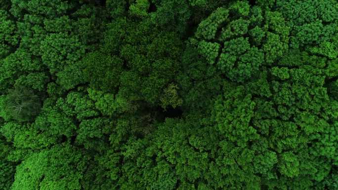 4K唯美绿色森林茂密树林俯拍空境
