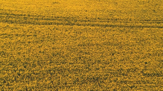 4K大片油菜花田野菜花地油菜花开旅游风景