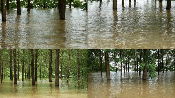 长江洪水淹没树木