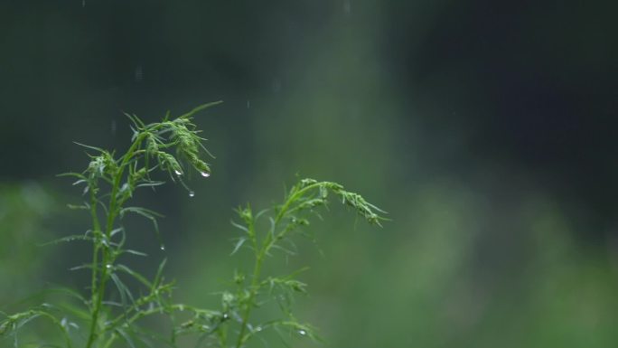 雨中的野草野花