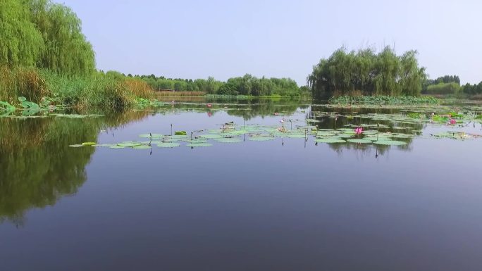 公园、湿地、荷花