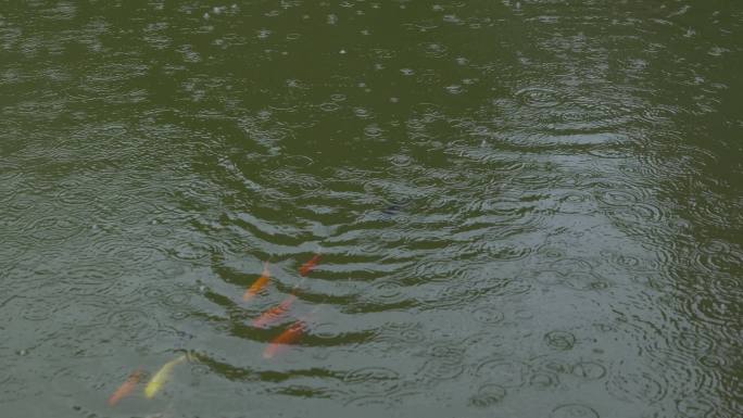 4K雨中池塘鱼儿金鱼嬉戏转圈未调色