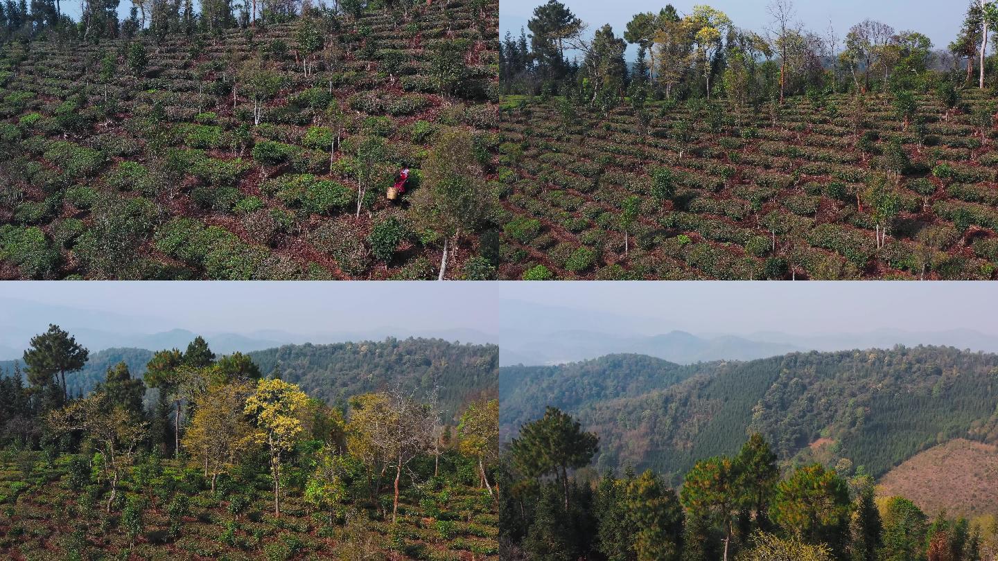 4k航拍，成片的台地茶山和远处的森林