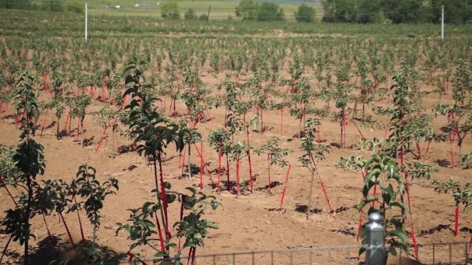 规模化种植业苹果树枣树沙果树航拍