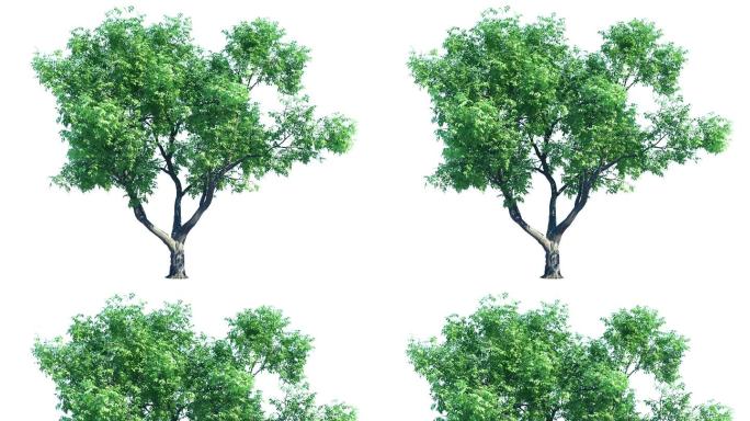 动态树透明通道素材