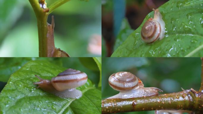 【4k原创】雨中的蜗牛爬行微观