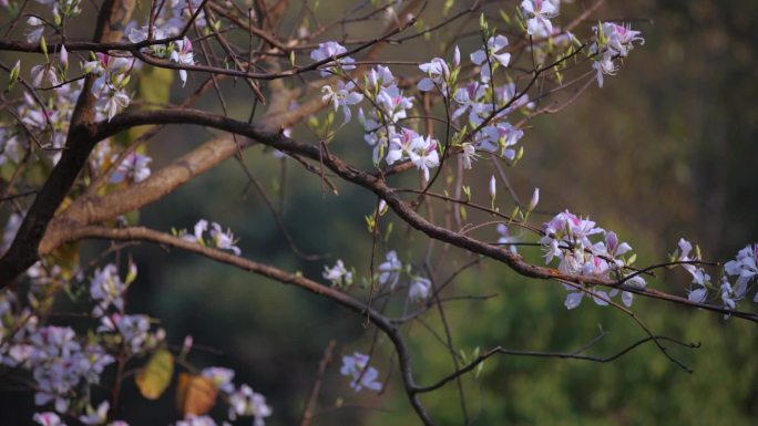 白紫荆花