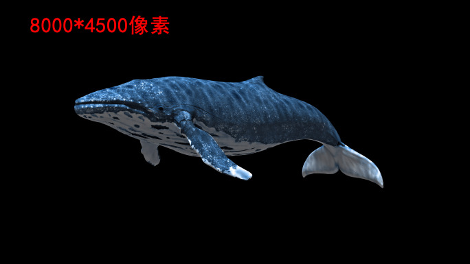 鲸鱼8k（02）-绿屏抠像