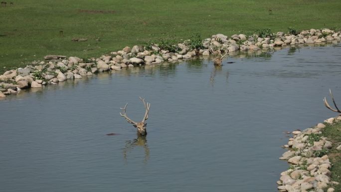 北京南海子湿地公园