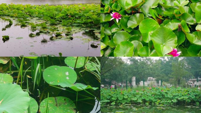 北京荷花素材实拍