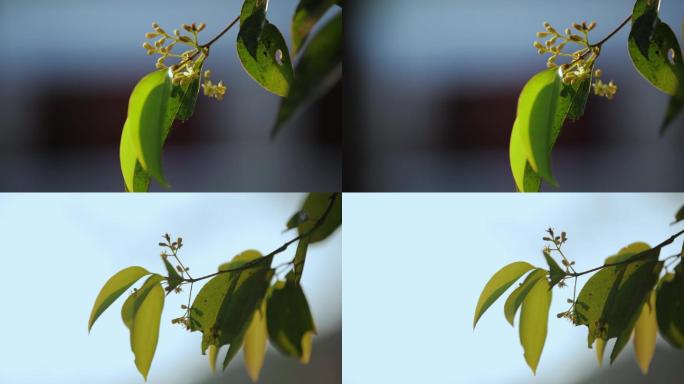 白紫荆花树叶特写