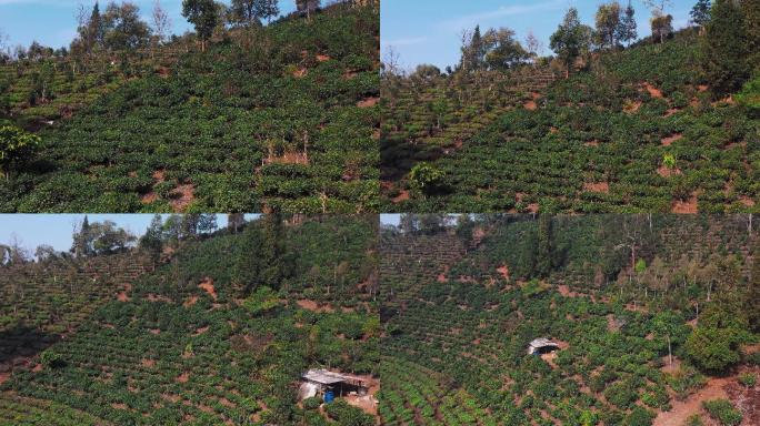 4k航拍，成片的坡地茶山茶棚茶树