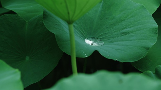 雨中盛开的荷花