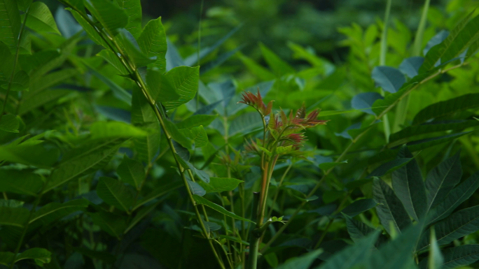 香椿芽