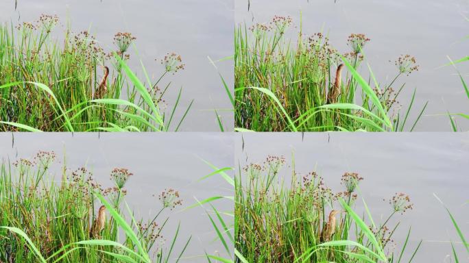 黄苇鳽从草丛中飞出4k