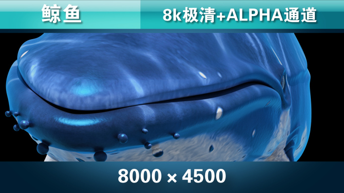 鲸鱼4-8k