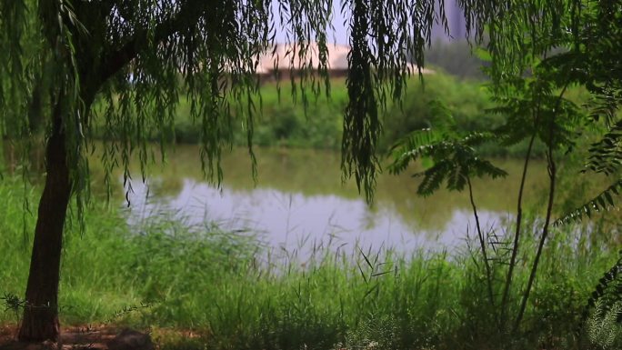 垂柳微风湖边午后自然生态