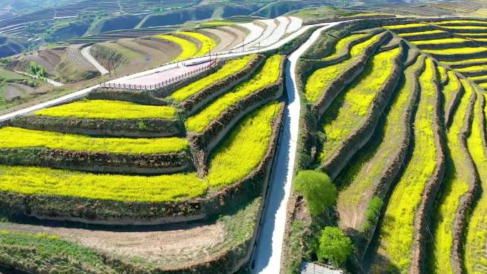 大栋梁梯田油菜花