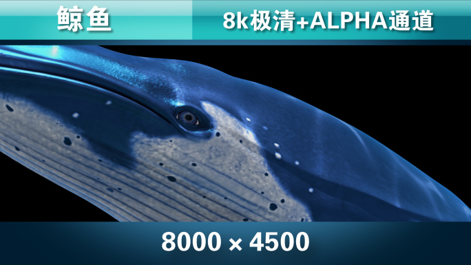 鲸鱼5-8k