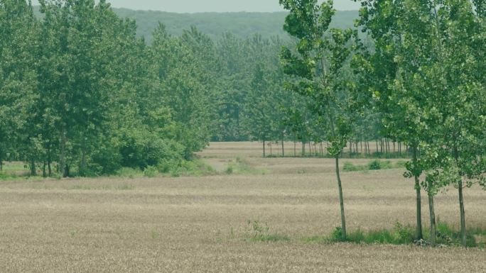 农村民房树木风景