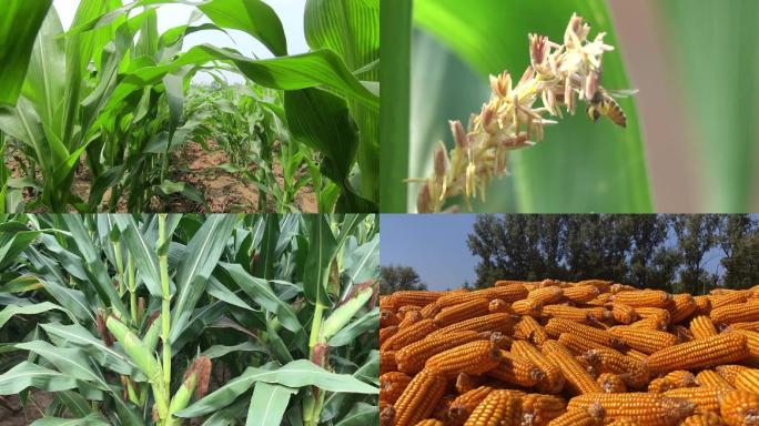 玉米从苗期到成熟全过程