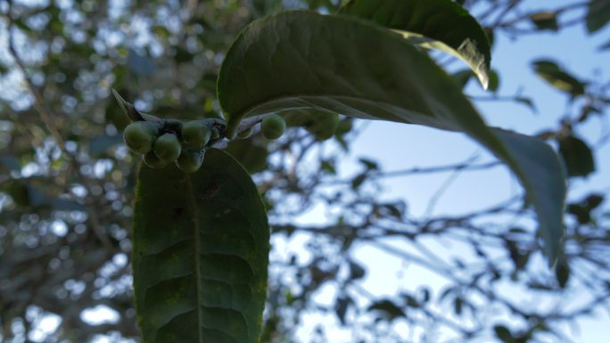 普洱茶茶叶阳光凤庆大叶种野生