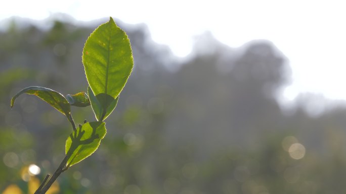 普洱茶茶叶阳光凤庆大叶种野生