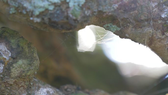 普洱茶茶叶阳光凤庆大叶种野生