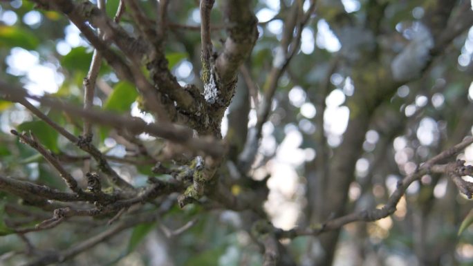 野生大叶种古茶树茶林茶叶特写