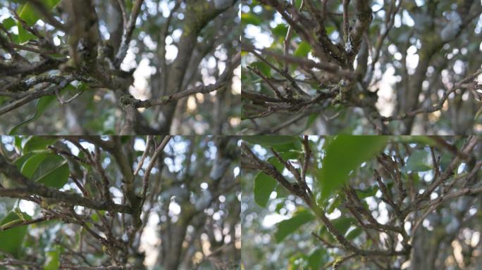 野生大叶种古茶树茶林茶叶特写