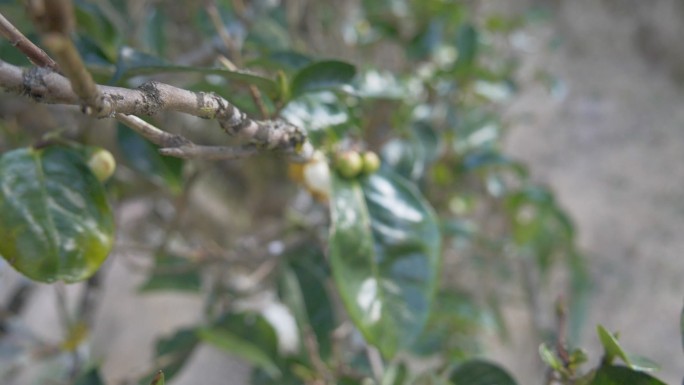 野生大叶种古茶树茶林茶叶特写