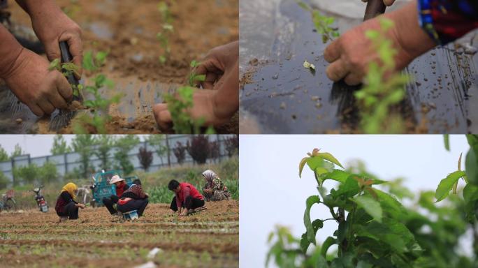 种植樱桃苗