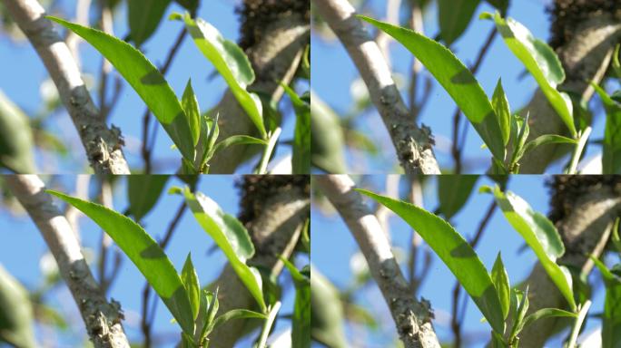 普洱茶茶叶阳光凤庆大叶种野生