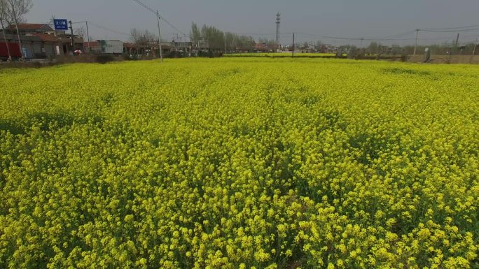 大汶口油菜花