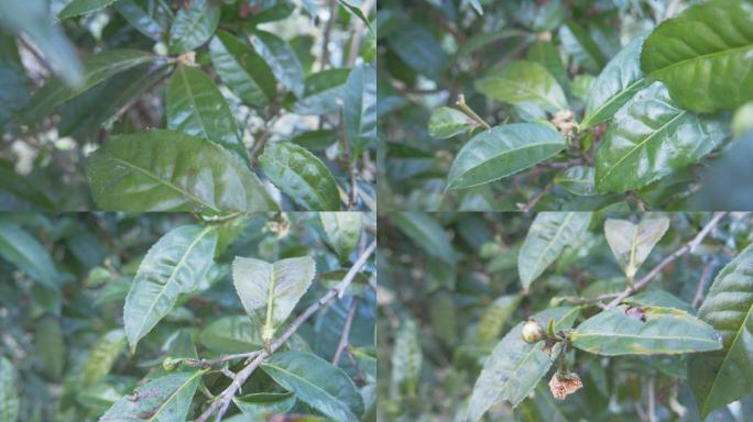 野生大叶种古茶树