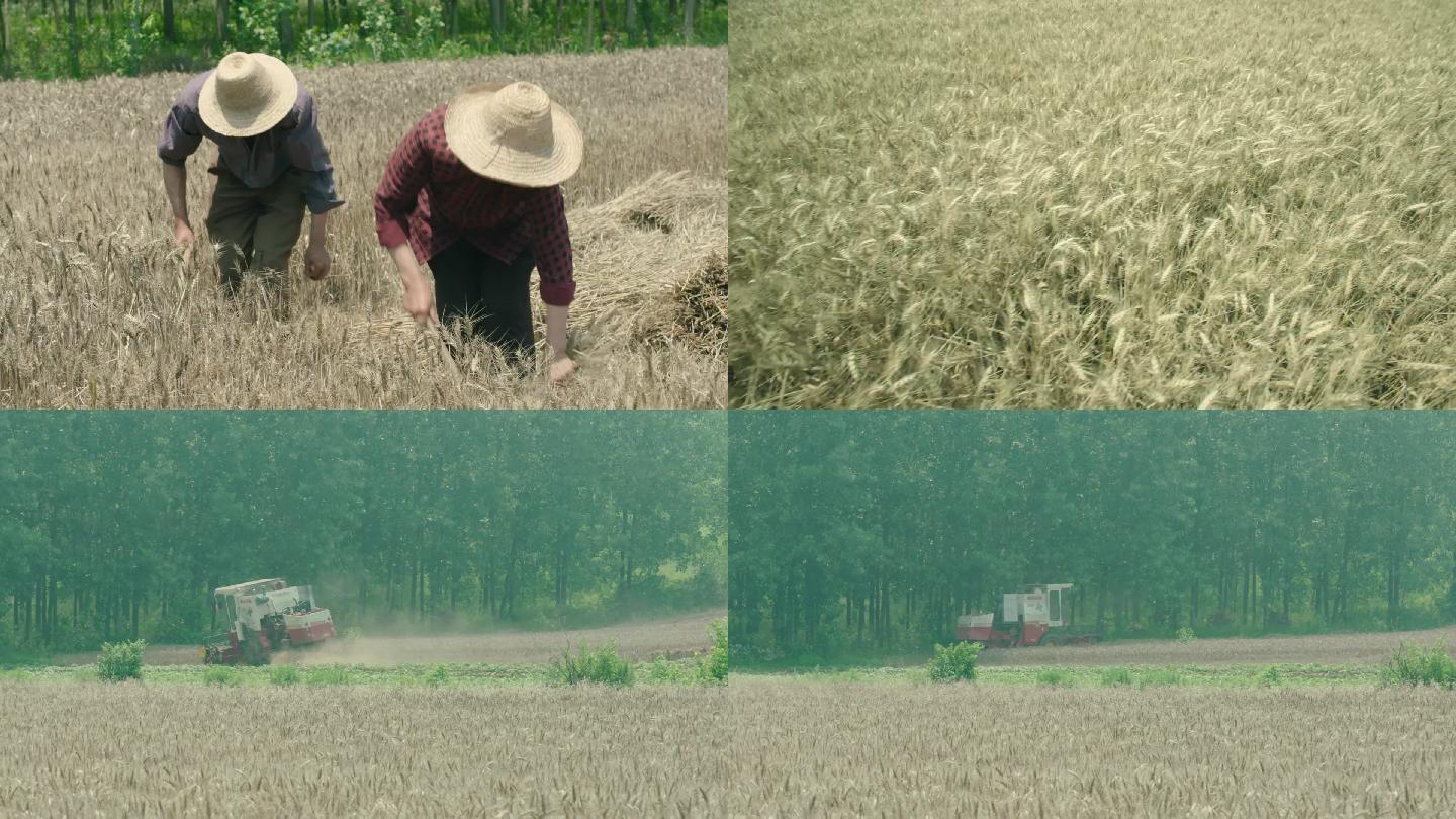 农村收割稻田