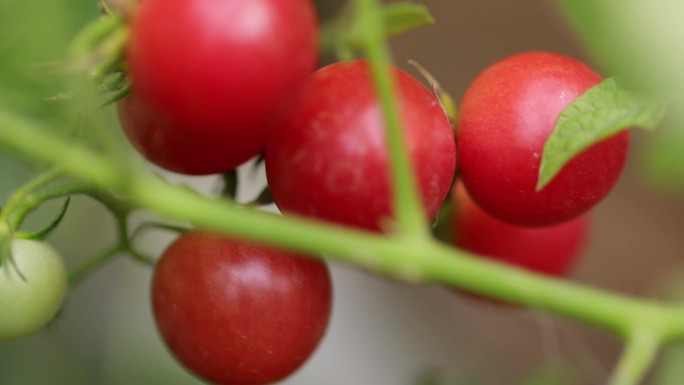 西红柿小番茄圣女果