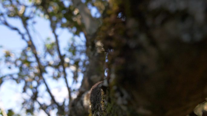 野生大叶种古茶树茶林茶叶特写